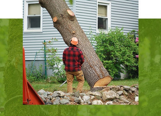 About ANY HEIGHT TREE SERVICES - Professional Arborists and Tree Experts in Toronto, Ontario