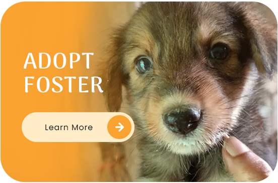 Adopt Foster