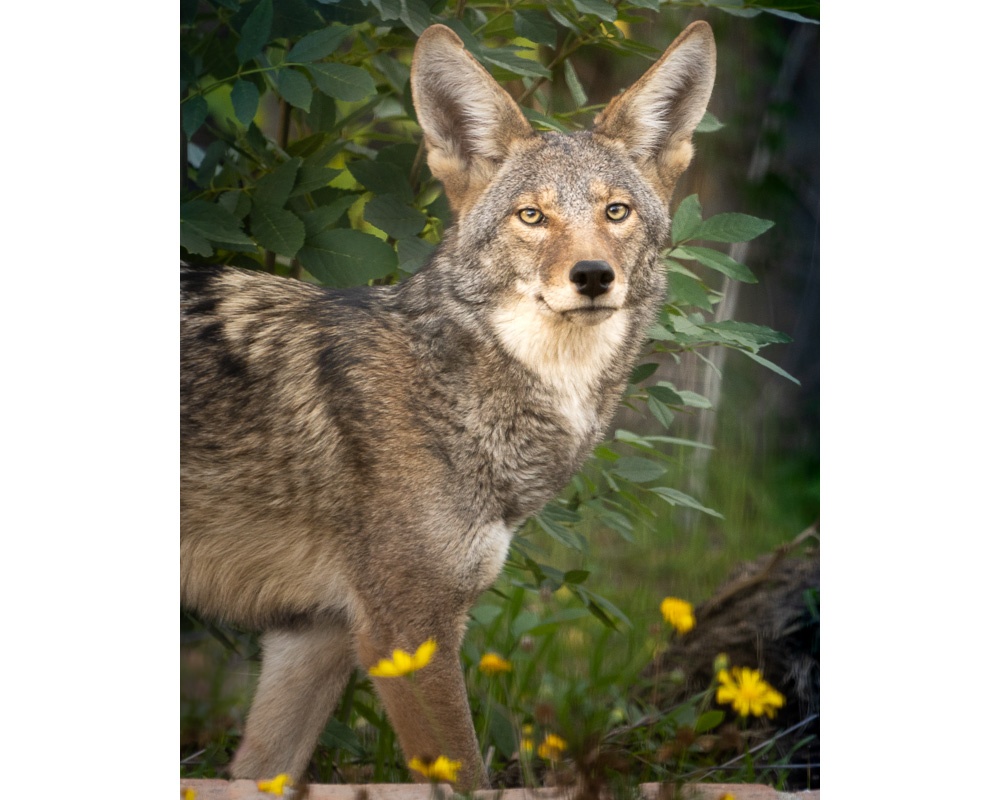 coyote-04217