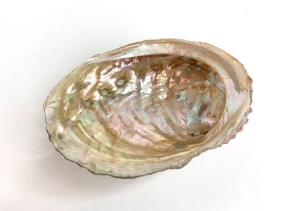 Abalone Shell for Smudging