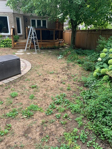 Top-rated Sod Installation Services for a green and healthy lawn by Scott's Junk and Beyond