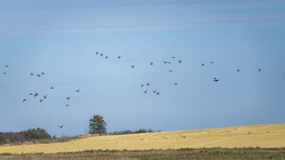 Darkstrand Visuals' nature photograph featuring a flock of birds
