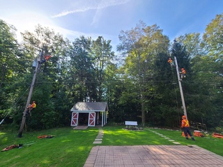 Reliable Tree Removal and Trimming Services by Arborist at Aerial Work Utilities
