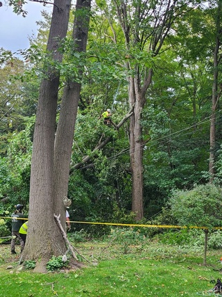 Tree Removal and Trimming Services by Experienced Arborist at Aerial Work Utilities
