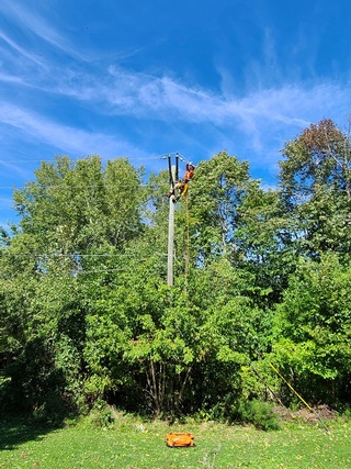 Tree Removal and Trimming Services by Reliable Arborist at Aerial Work Utilities in Canada, USA