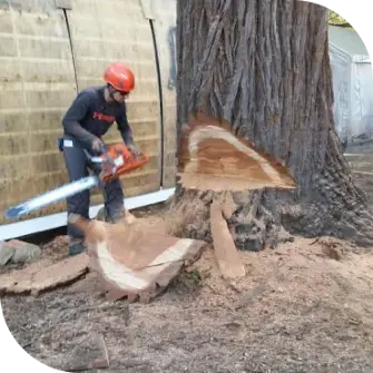 Efficiently and safely remove unwanted or hazardous trees with our Tree Removal Services in Vacaville