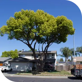 Maintain your trees' health, shape, and aesthetics with our professional tree-pruning services