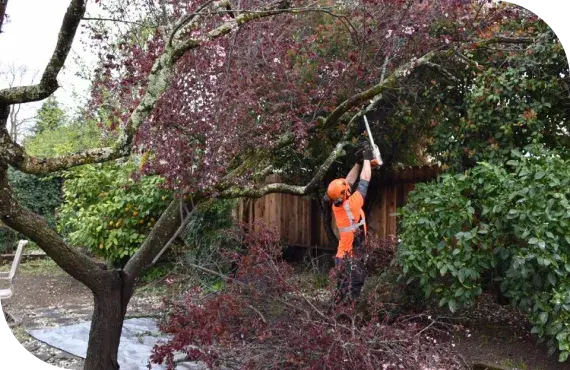 Fast and reliable emergency tree services to address urgent tree-related issues, ensuring safety and property protection