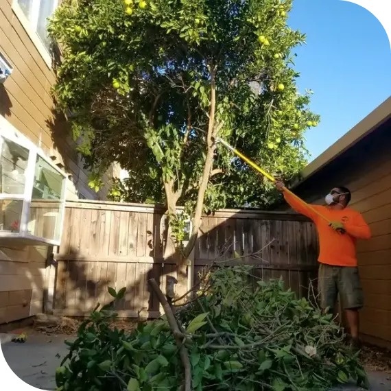 Tree service in Vacaville can help you enhance the beauty and health of your trees while ensuring sustainability