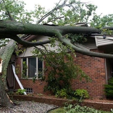 Revitalize Your Landscape with Premier Emergency Tree Removal Services by Lemon Tree