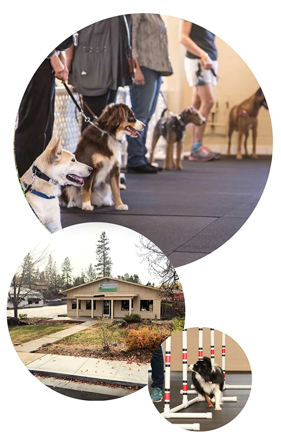 Explore effective Dog Training at our center in Grass Valley for a well-behaved and happy pup