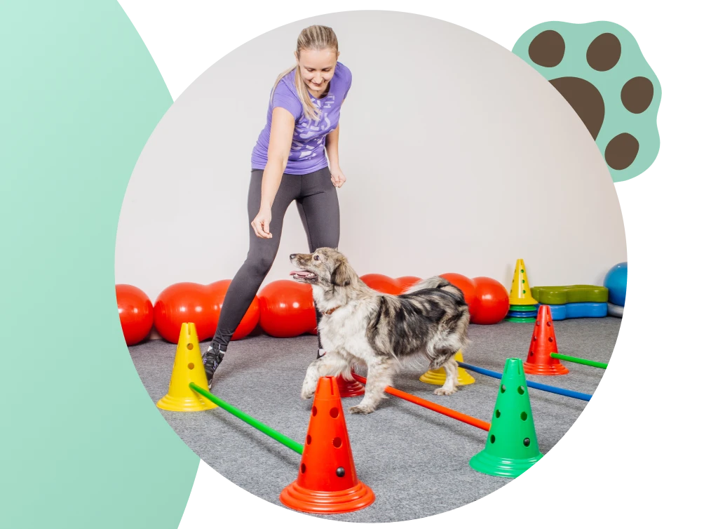 At All About Dogs Training Center, we offer a seamless blend of Dog Boarding and Training services