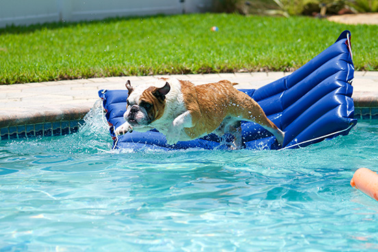 Dogs in Pools: Safety, Fun, and Care Tips