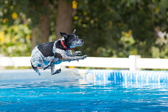 Dogs in Pools: Safety, Fun, and Care Tips