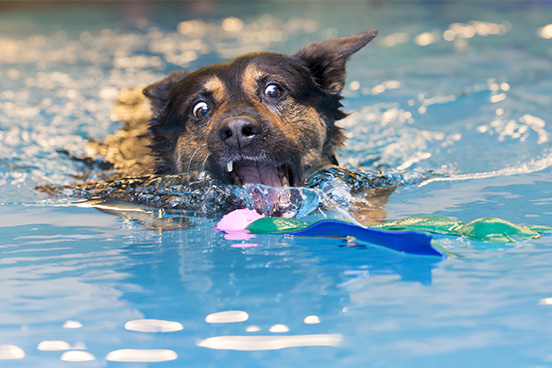 Dogs in Pools: Safety, Fun, and Care Tips