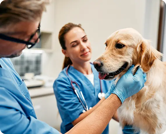 Senior dog Pet Health Check-Up in Southern California