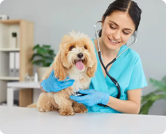 Outdoor Mobile Pet Health Check-Up in Southern California