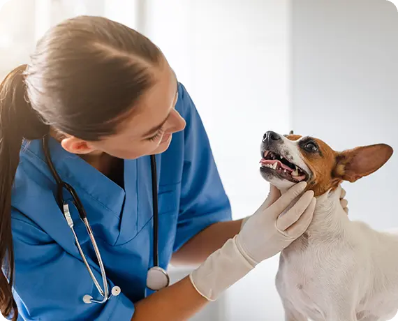 Pet nutrition advice during a Pet Health Check-Up in Southern California