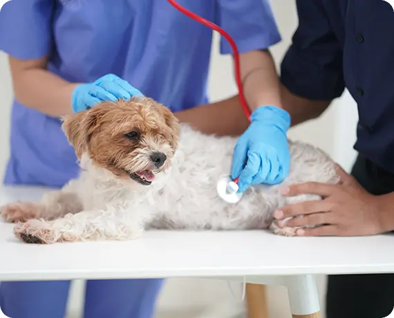 Puppy Pet Wellness Check in Southern California – Puppy being vaccinated