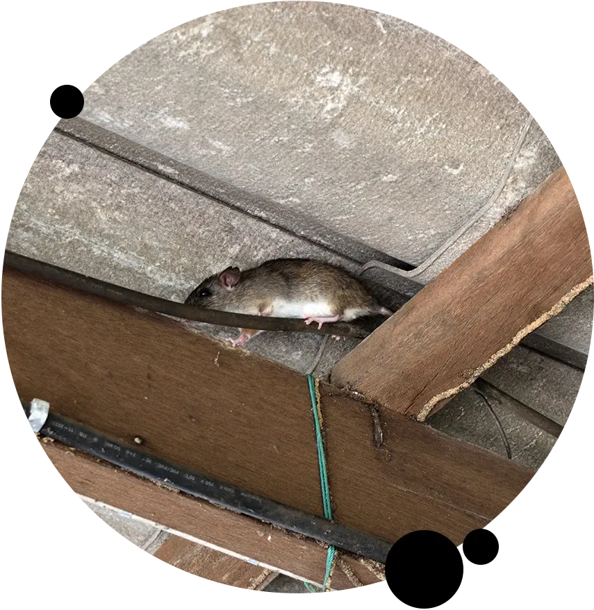 Customized Wildlife Exclusion Plans