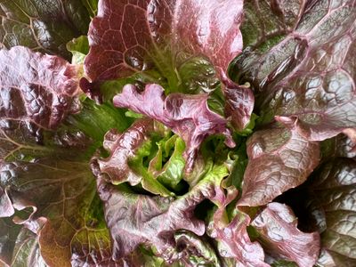 Head Lettuce