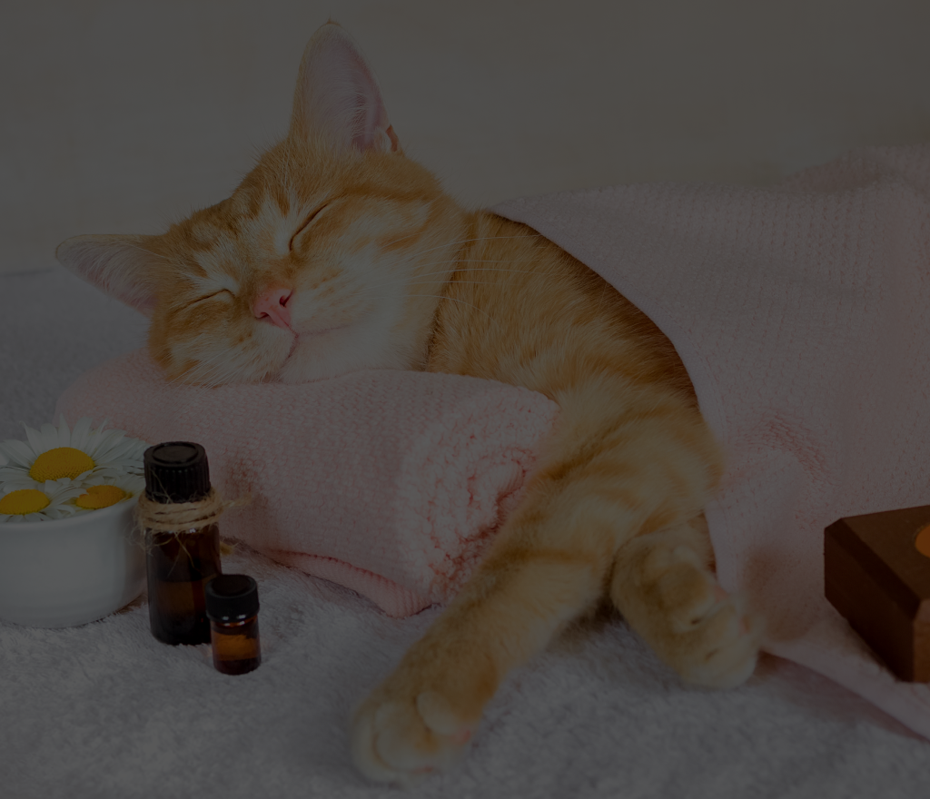 Pet Grooming Services