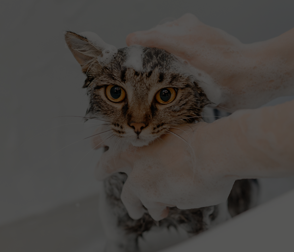 Pet Grooming Services