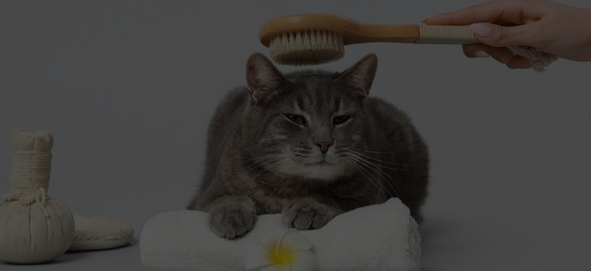 Pet Grooming Services