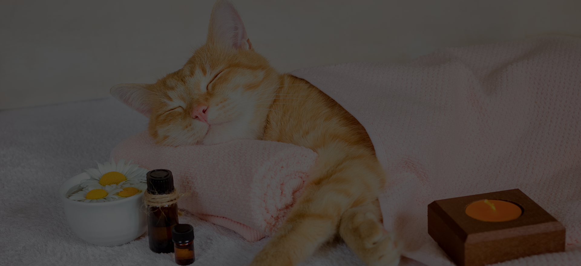 Pet Grooming Services