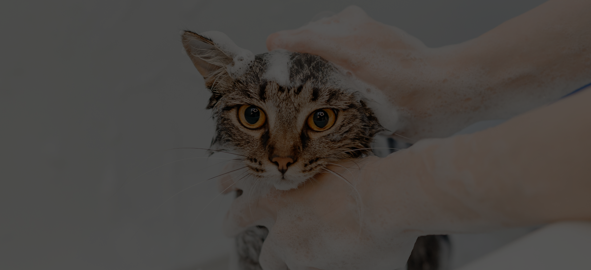 Pet Grooming Services