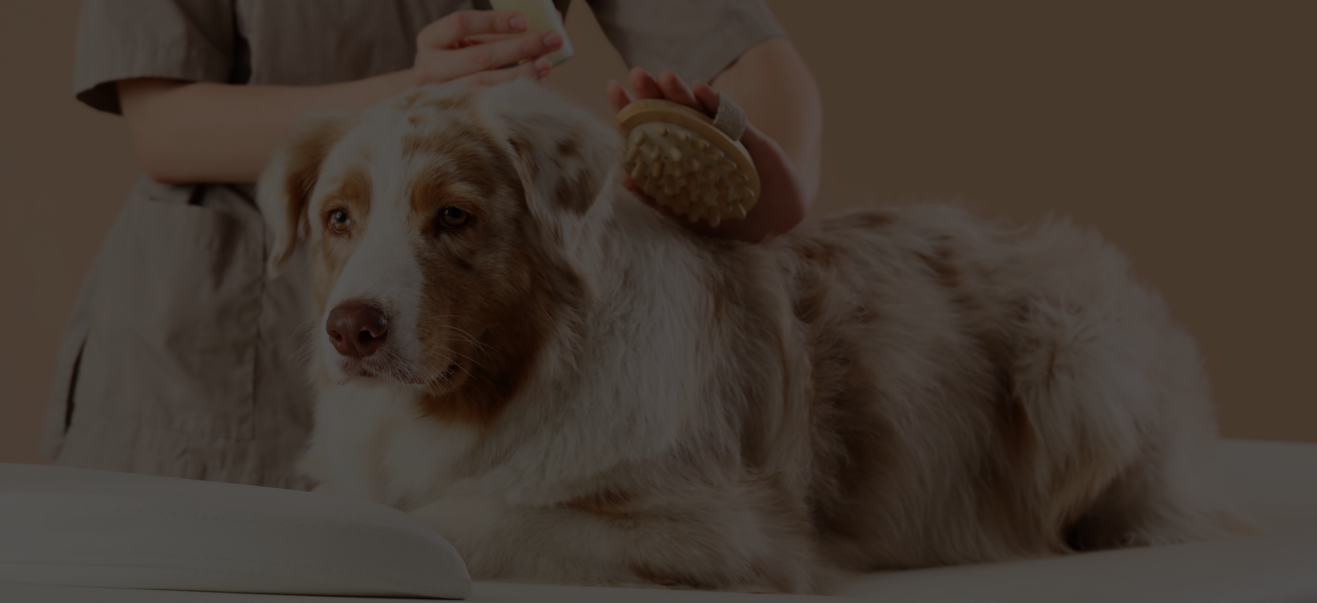 Pet Grooming Services
