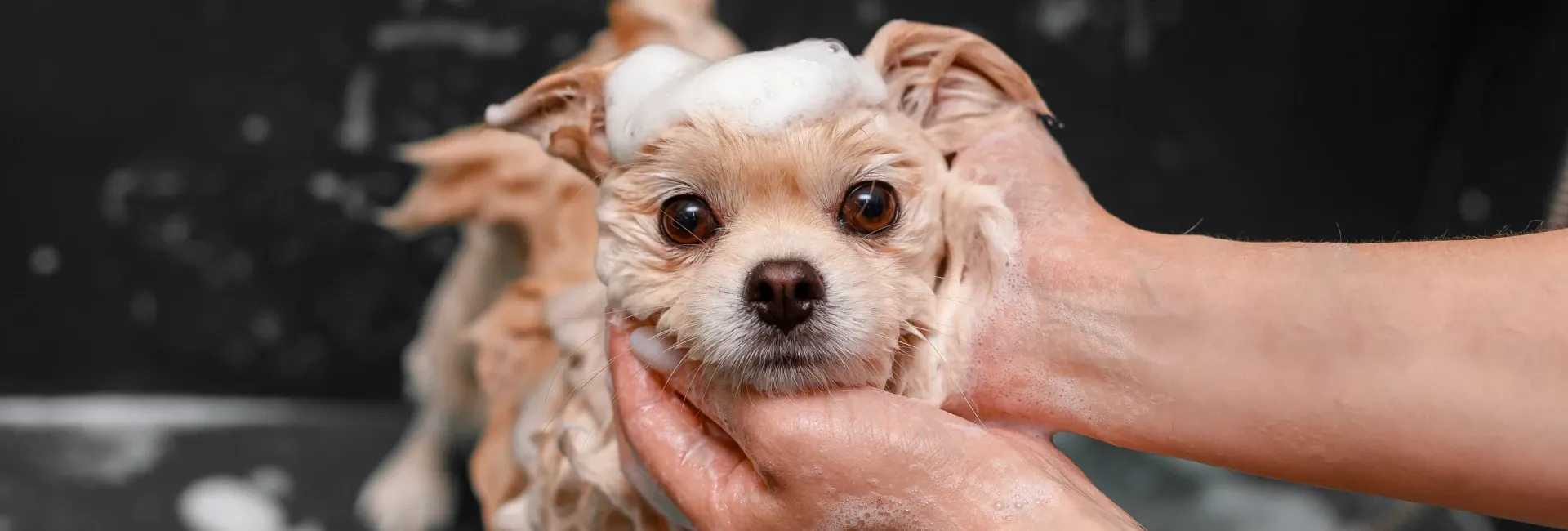 Blog by U-Wash Puppy