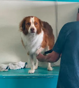 Dog Groomers Kansas City