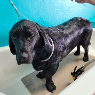 Dog Groomers Kansas City