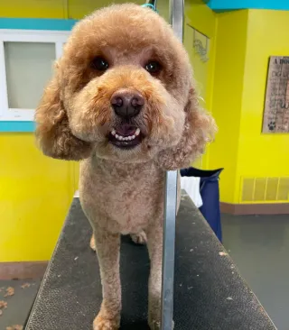 Dog Groomers Kansas City