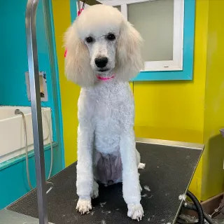 Dog Groomers Kansas City