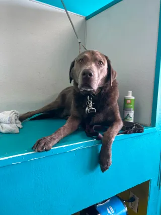 Dog Groomers Kansas City