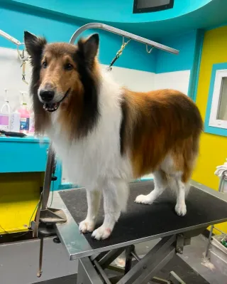 Dog Groomers Kansas City