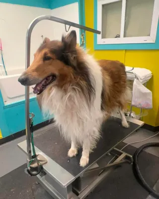 Dog Groomers Kansas City