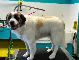 Dog Groomers Kansas City