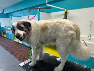 Dog Groomers Kansas City