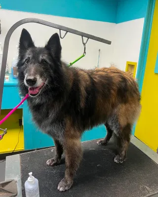 Dog Groomers Kansas City