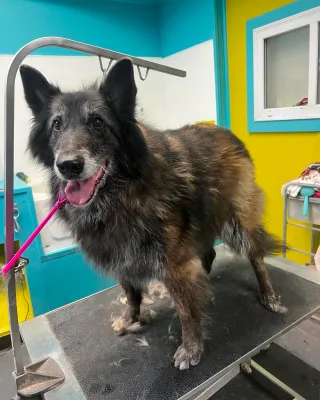 Dog Groomers Kansas City