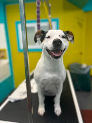 Dog Groomers Kansas City