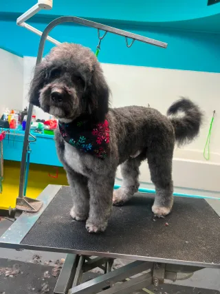 Dog Groomers Kansas City