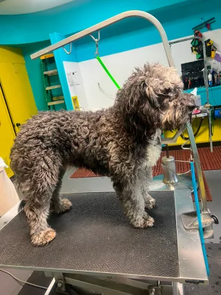 Dog Groomers Kansas City