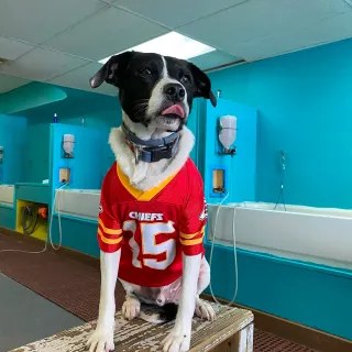 Dog Groomers Kansas City