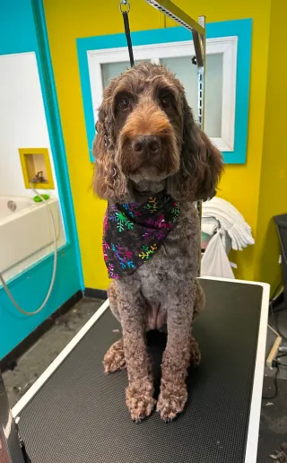 Dog Groomers Kansas City