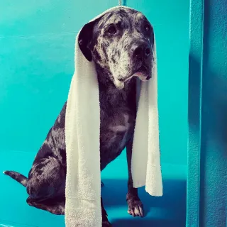 Dog Groomers Kansas City