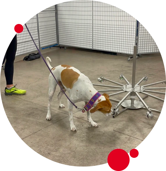 best akc title preparation training